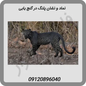 نماد و نشان پلنگ در گنج یابی