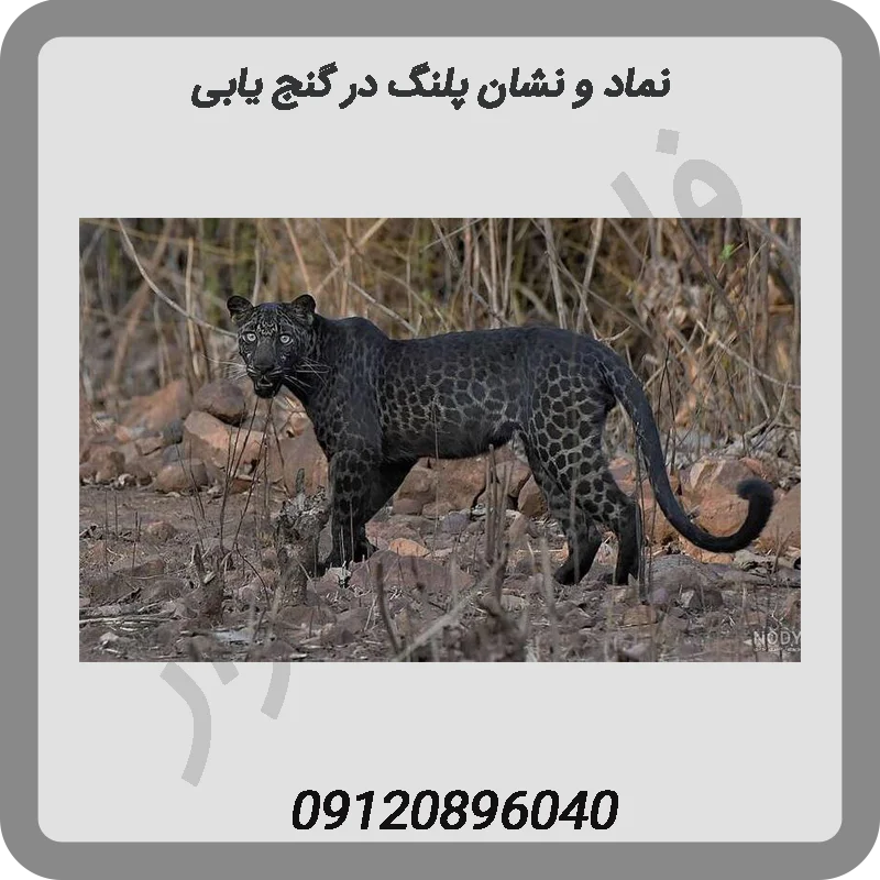 نماد و نشان پلنگ در گنج یابی