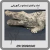 نماد و نشان تمساح در گنج یابی