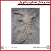 نماد و نشان تمساح در گنج یابی