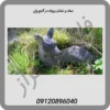 نماد و نشان روباه در گنج یابی