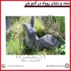 نماد و نشان روباه در گنج یابی