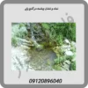 نماد-و-نشان-چشمه-در-گنج-یابی