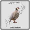 نماد-کبک-در-گنج-یابی