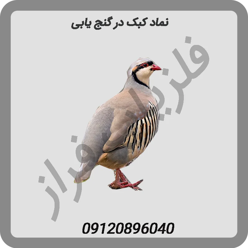 نماد-کبک-در-گنج-یابی