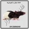 👉نماد موش در گنج یابی👉