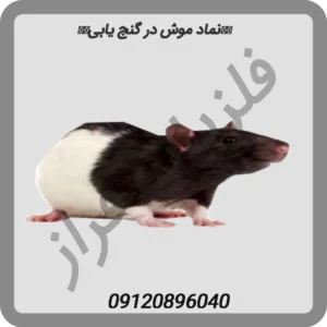 👉نماد موش در گنج یابی👉